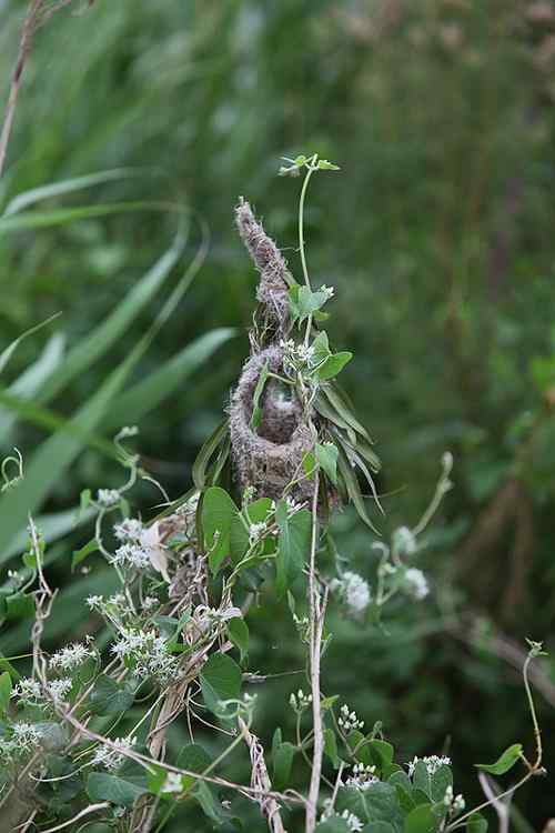 愤怒与感叹：毁坏鸟巢
