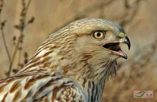 毛脚鵟与老鼠 请欣赏