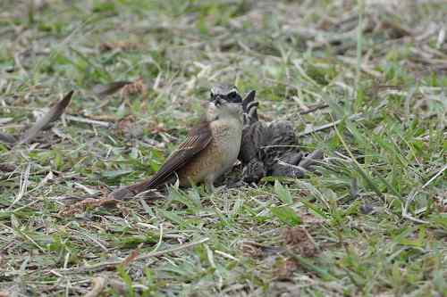 红尾伯劳 捕雀记