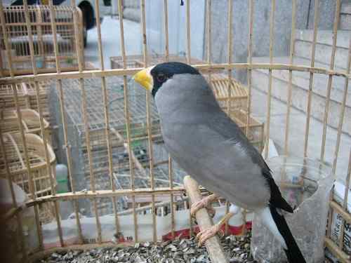 这些年干的这些（护鸟爱鸟）事