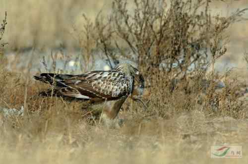 毛脚鵟与老鼠 请欣赏