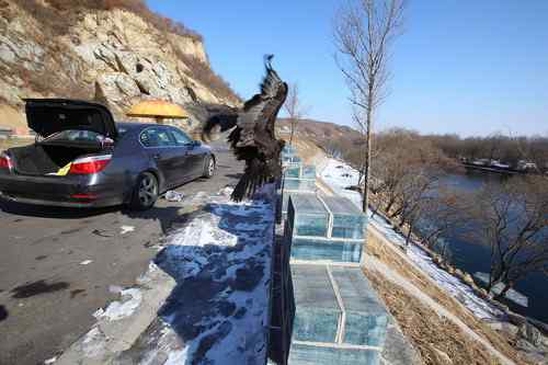 可怜(幸运)的秃鹫 可敬(可爱)的年轻人