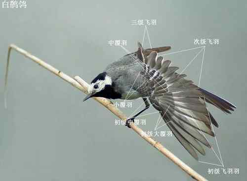 黑背鹡鸰辨别初探