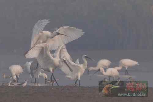 国家二级保护动物  秋季白琵鹭