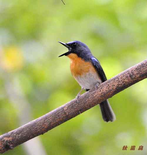 山蓝仙鹟喜欢在密林中