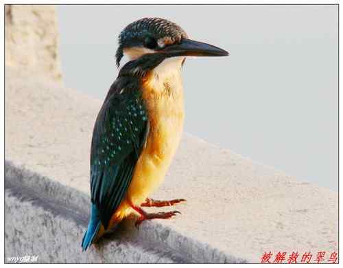 济南鸟人抢救小翠