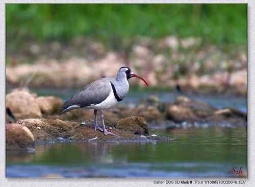 北京白河峡谷－鹮嘴鹬（大图）