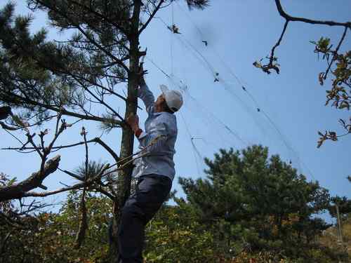 这些年干的这些（护鸟爱鸟）事