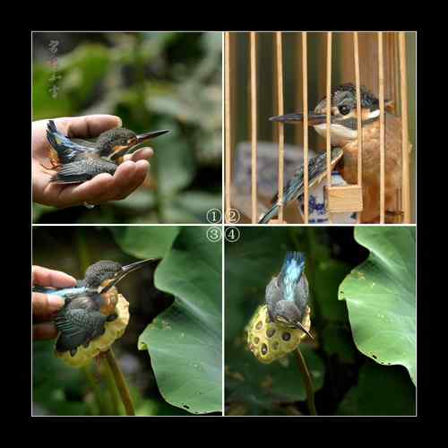 小翠四小时生死营救 台州普通市民爱鸟感人故事