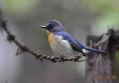 山蓝仙鹟喜欢在密林中