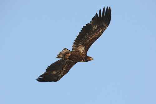 白尾海雕飞行版