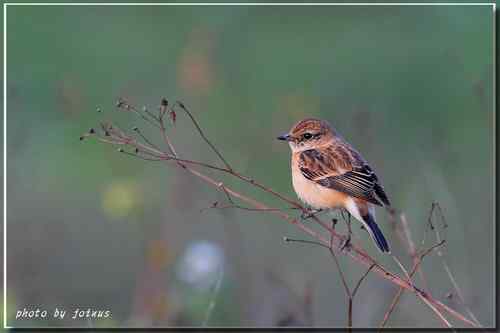 黑喉鴝【组图】