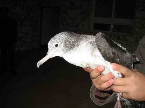 这些年干的这些（护鸟爱鸟）事