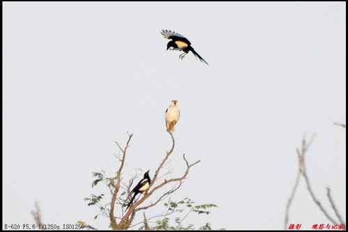 艰难生存的黑翅鸢