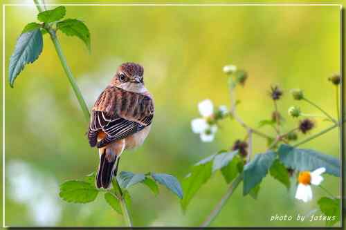 黑喉鴝【组图】
