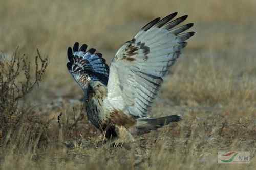 毛脚鵟与老鼠 请欣赏