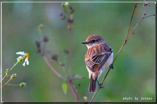 黑喉鴝【组图】