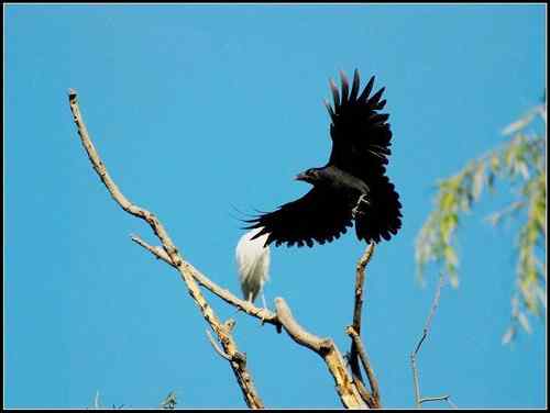 父亲节：树上的那只鸟