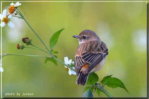黑喉鴝【组图】