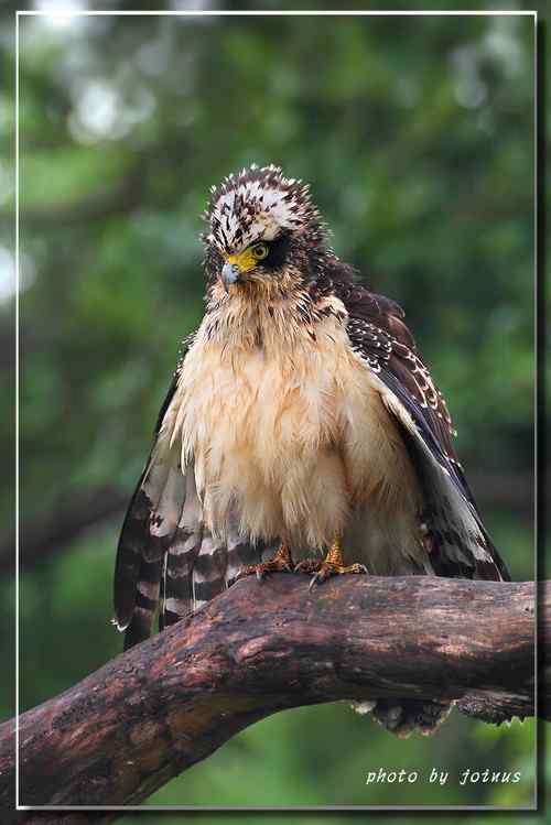 大冠鹫亞成 台湾特有鸟类