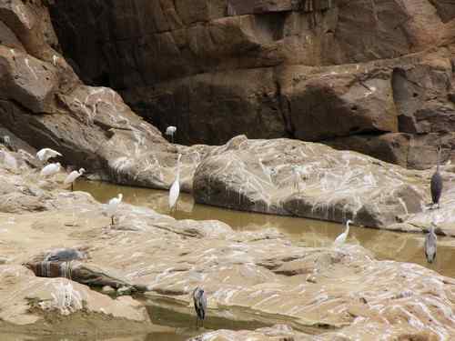 黄河边的鹭类栖息地