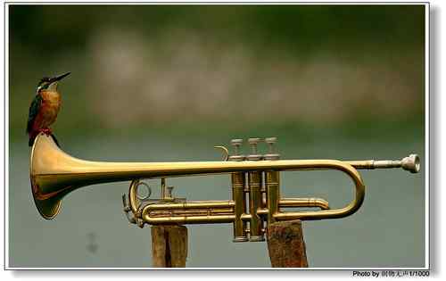 陶醉 倾听小号独奏