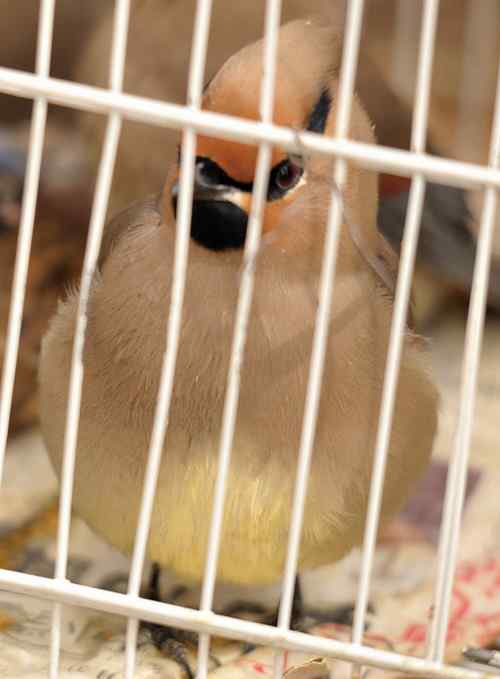 无语愧苍生：捕鸟和放生