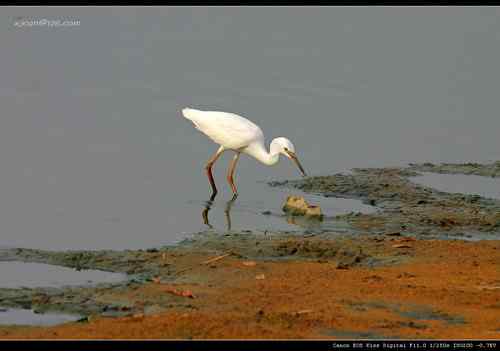 让人担忧的鹭鸟生存环境