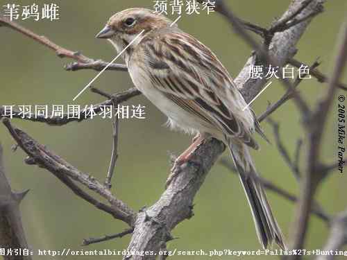 几种鹀的识别：芦鹀、苇鹀、红颈苇鹀