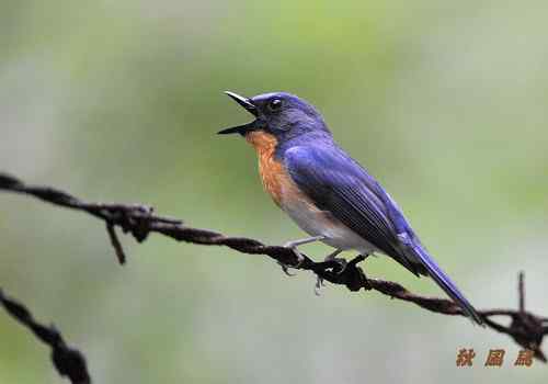 山蓝仙鹟喜欢在密林中
