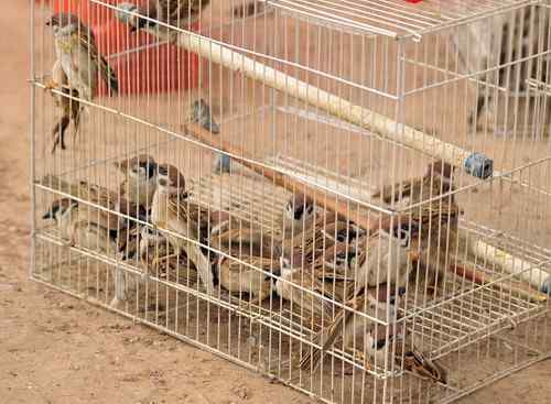 无语愧苍生：捕鸟和放生