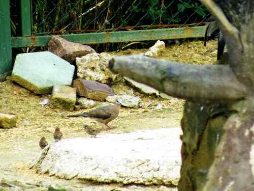 能否将鸟的美食内容删除