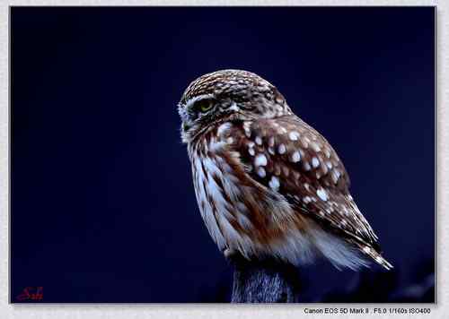 北京白河峡谷－鹮嘴鹬（大图）