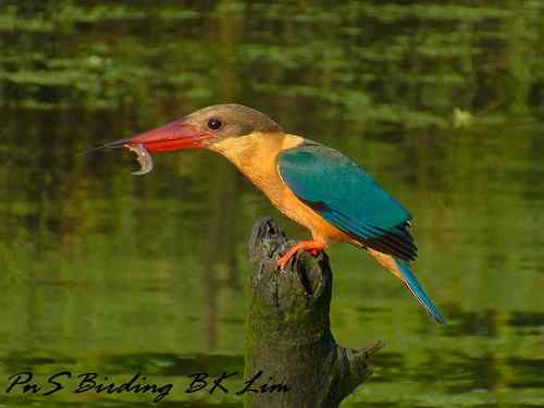 小DC拍鸟你我都可以