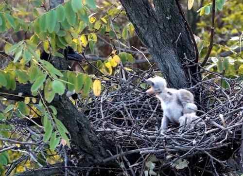 艰难生存的黑翅鸢