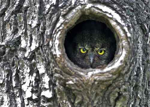 山西黎城 东方角鴞