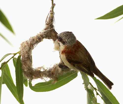 愤怒与感叹：毁坏鸟巢