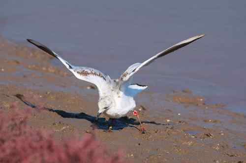 亚洲鸟类保护工作