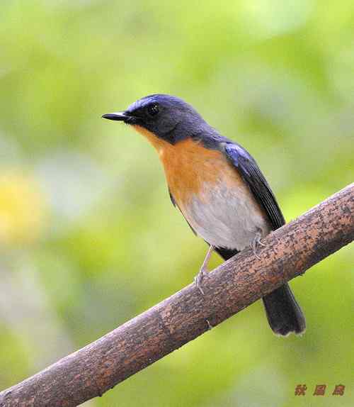 山蓝仙鹟喜欢在密林中