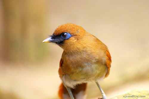 花鸟市场的逃逸鸟？绿翅金鸠和丽色噪鹛
