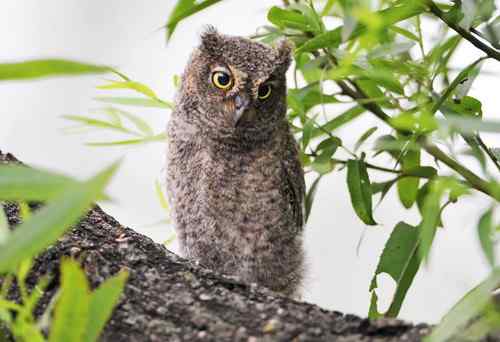 山西黎城 东方角鴞