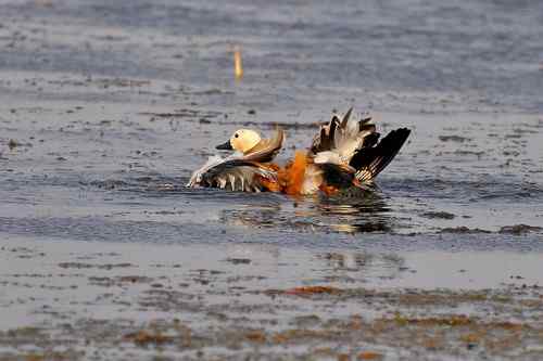 水下暗藏杀机：赤麻鸭被夹住