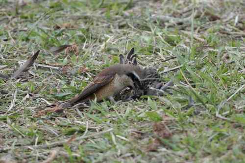 红尾伯劳-捕雀记