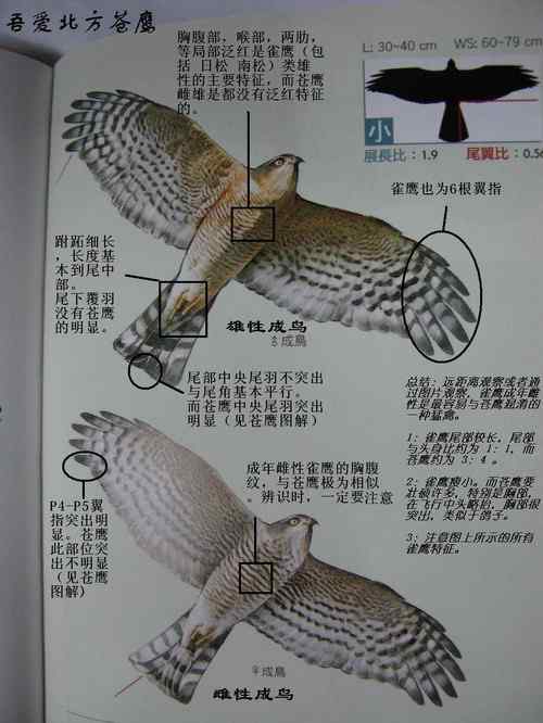中国全国和地方鸟类图鉴介绍
