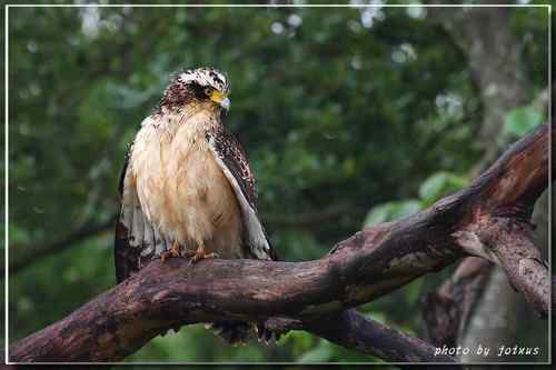 大冠鹫亞成 台湾特有鸟类