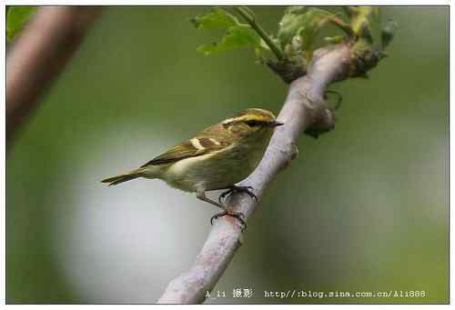 请帮助辨别这些柳鶑