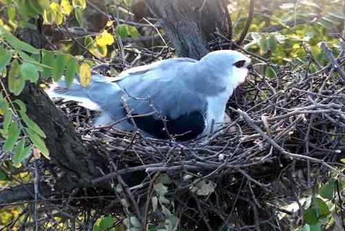 艰难生存的黑翅鸢