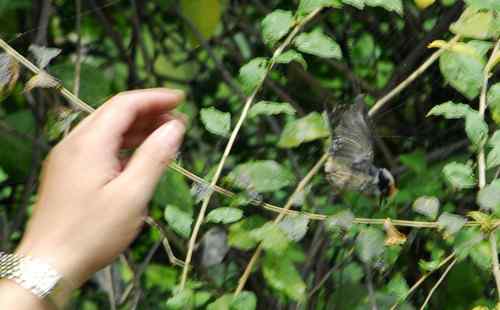 鸟友同花顺在董寨勇救小红(红头幼鸟)