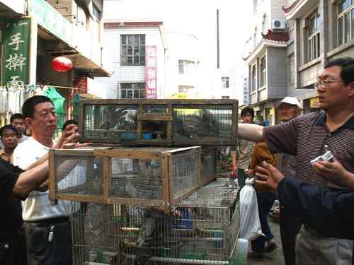 这些年干的这些（护鸟爱鸟）事