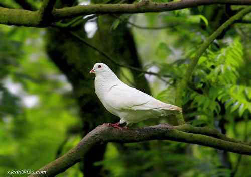 花鸟市场的逃逸鸟？绿翅金鸠和丽色噪鹛